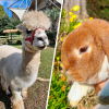 Alpaca Conigli