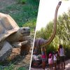 Testuggini Dinosauri